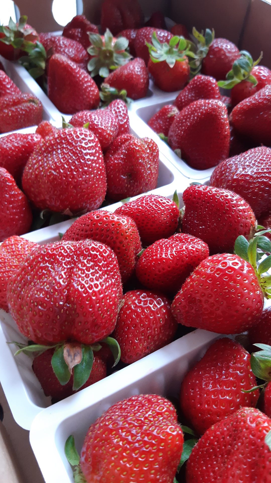 Barquettes de fraises fraîches, bien rouges